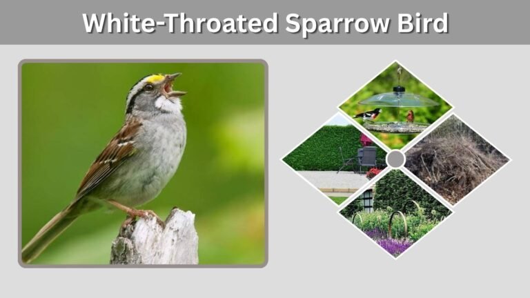 White-Throated Sparrow Bird: Song, Call, Range, Diet, and Identification