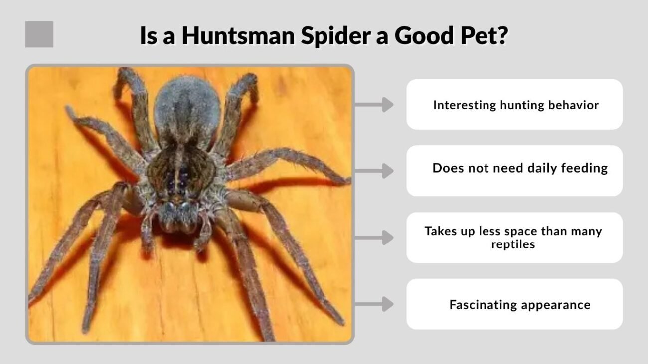 Is a Huntsman Spider a Good Pet?