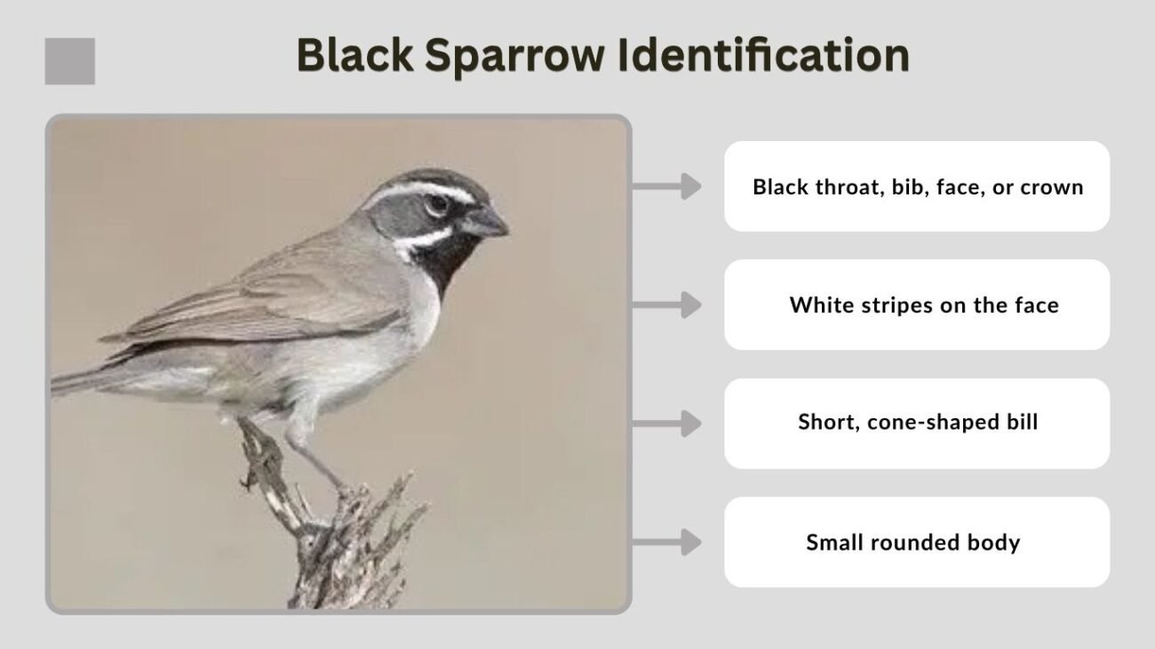 Black Sparrow Identification