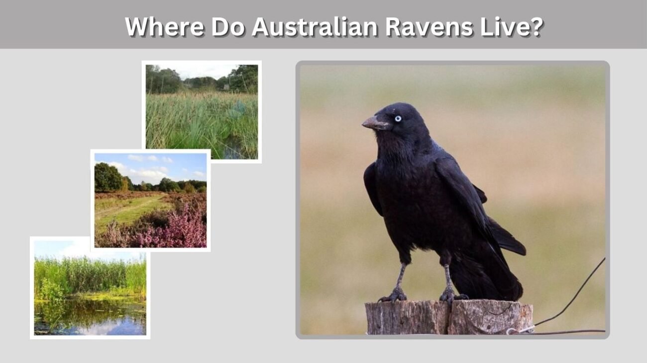 Where Do Australian Ravens Live?