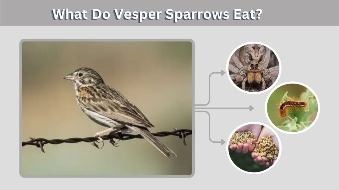 What Do Vesper Sparrows Eat?