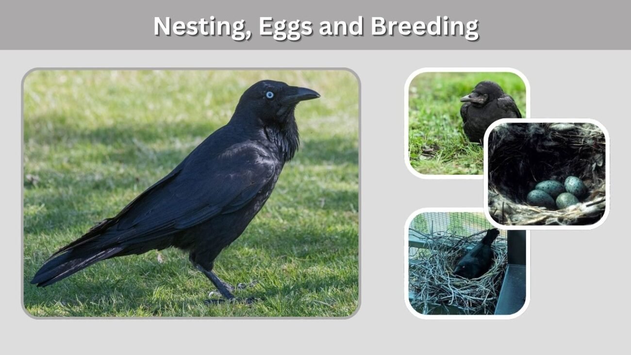 Nesting, Eggs and Breeding