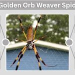 Golden Orb Weaver Spider: Size, Web, Bite, Facts and ID