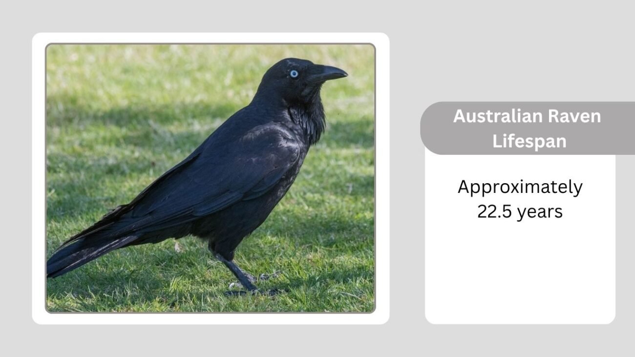 Australian Raven Lifespan