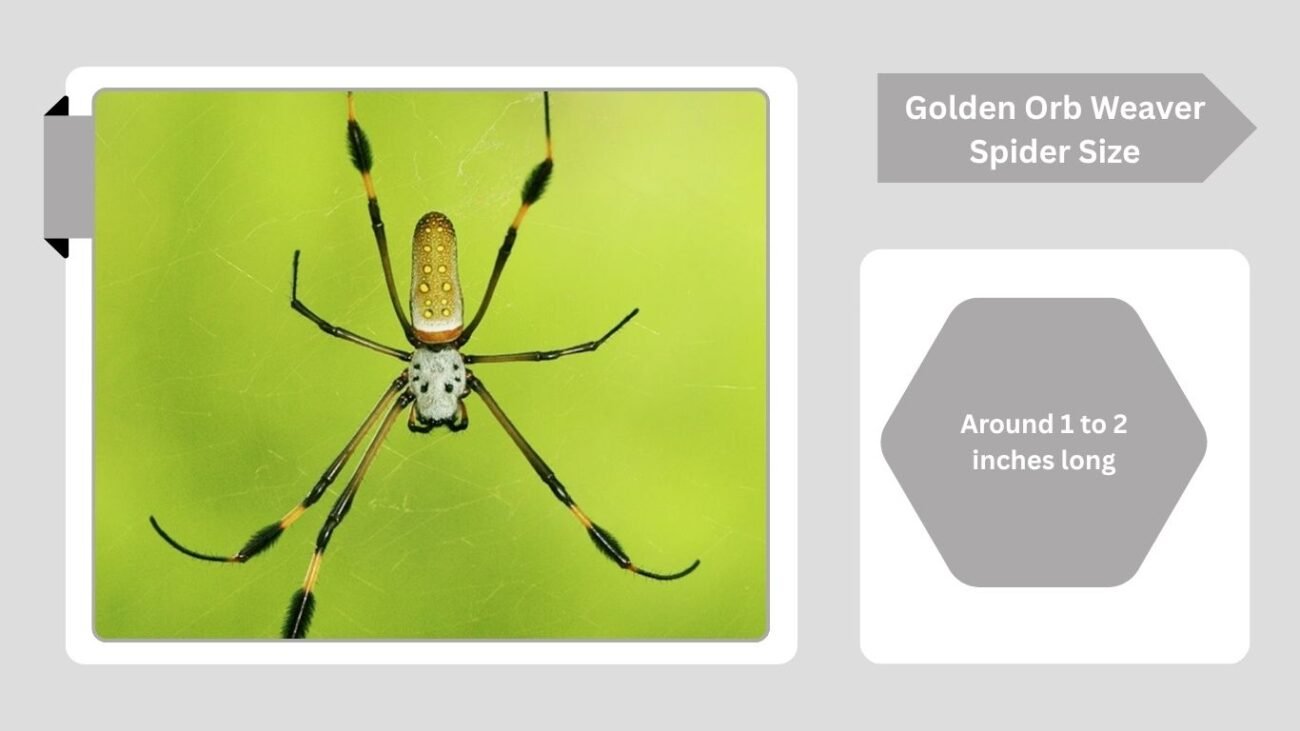 Golden Orb Weaver Spider Size