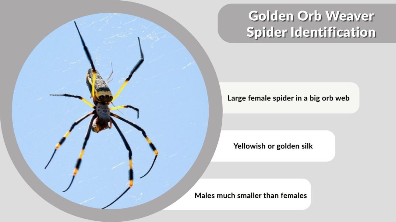 Golden Orb Weaver Spider Identification