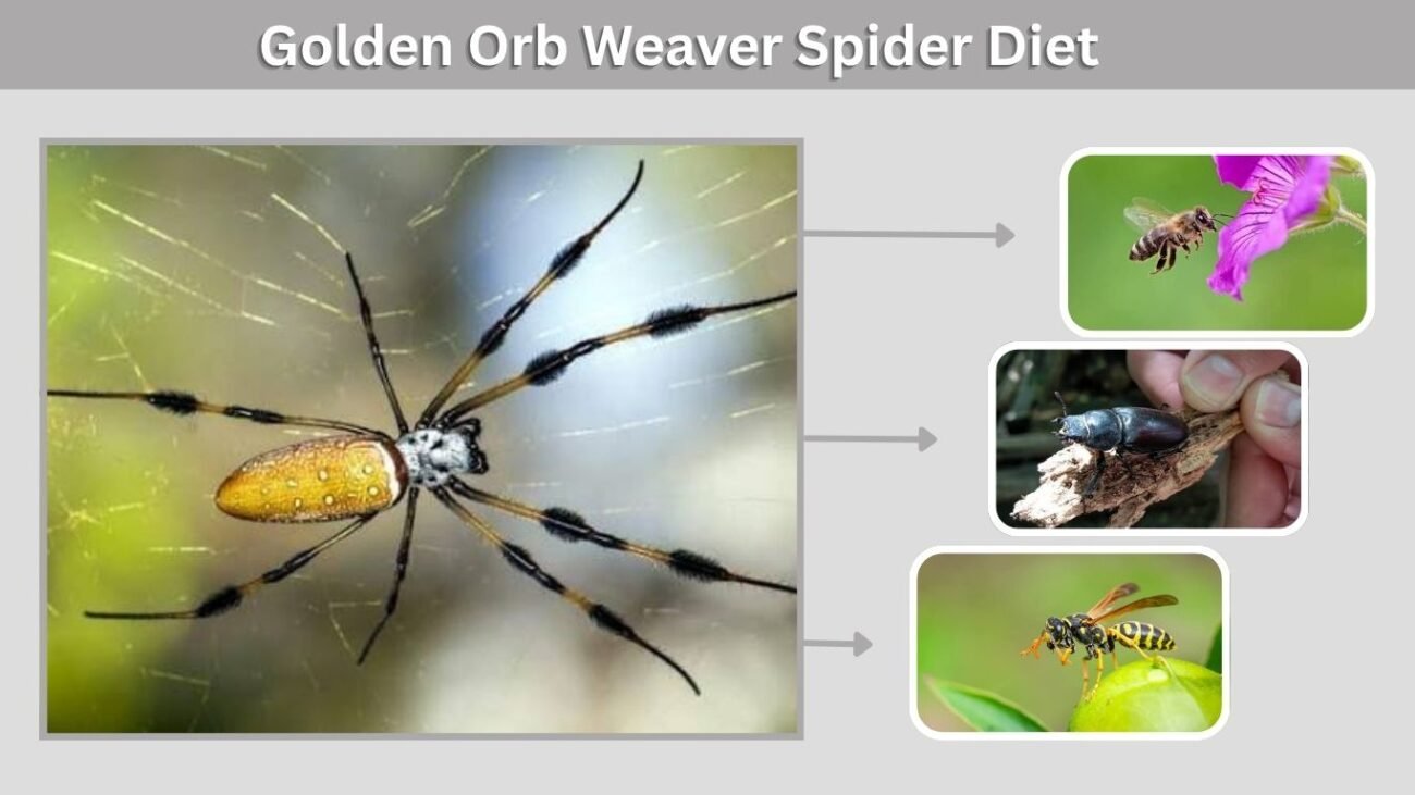 Golden Orb Weaver Spider Diet