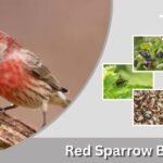 Red Sparrow Bird: Identification, Meaning and Facts 