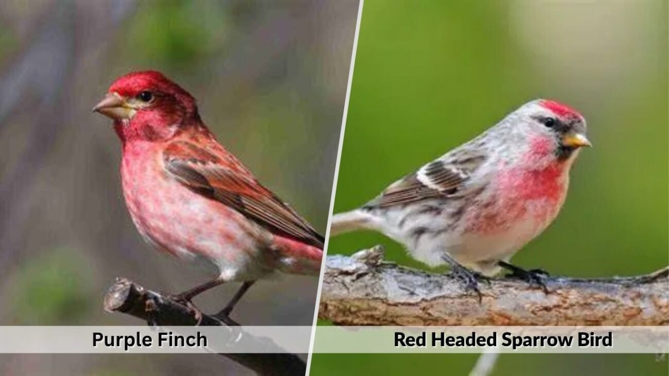 Purple Finch vs Red Headed Sparrow Bird