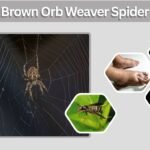 Brown Orb Weaver Spider: ID, Bite, Size & Web Facts