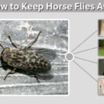 How to Keep Horse Flies Away: 12 Effective Methods