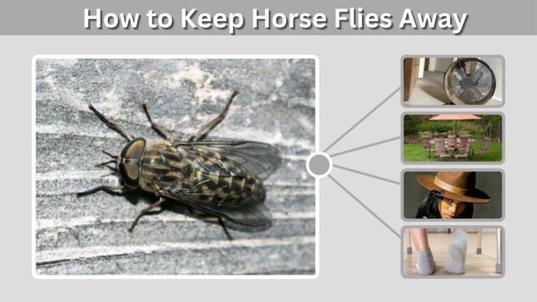 How to Keep Horse Flies Away: 12 Effective Methods