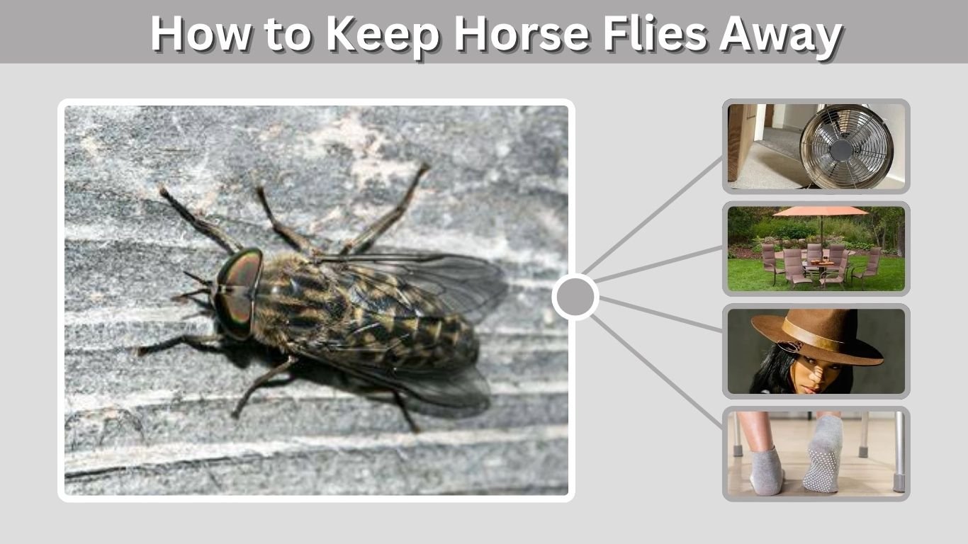 How to Keep Horse Flies Away: 12 Effective Methods