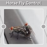 Horse Fly Control: Best Ways to Protect Horses