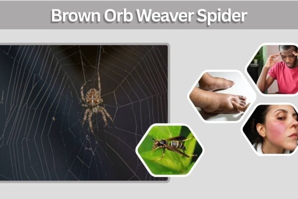 Brown Orb Weaver Spider: ID, Bite, Size & Web Facts