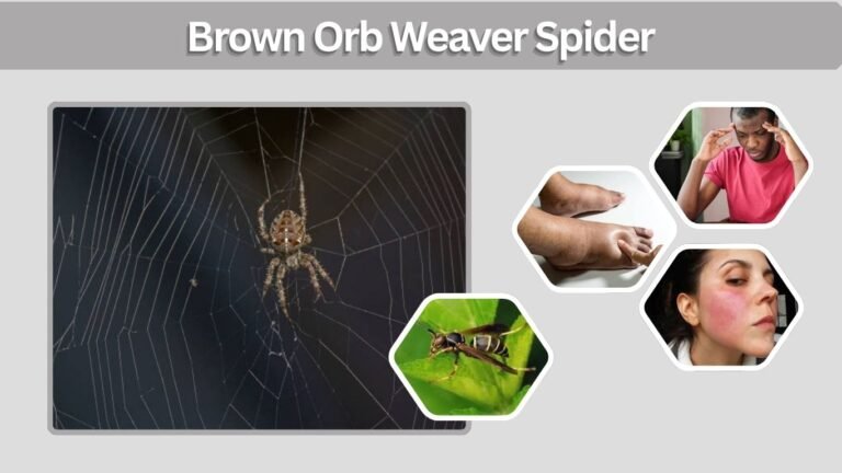 Brown Orb Weaver Spider: ID, Bite, Size & Web Facts
