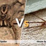 Hobo Spider vs House Spider? How to Identify Them