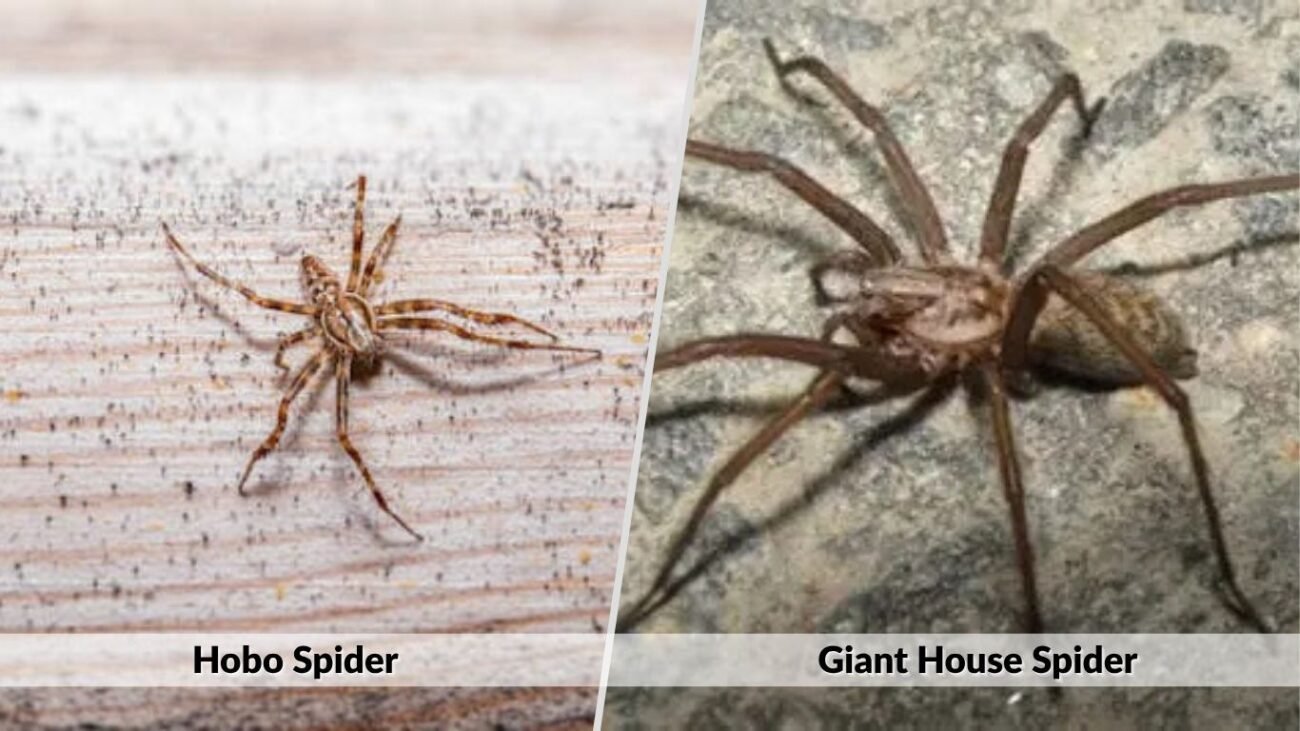 Hobo Spider vs Giant House Spider