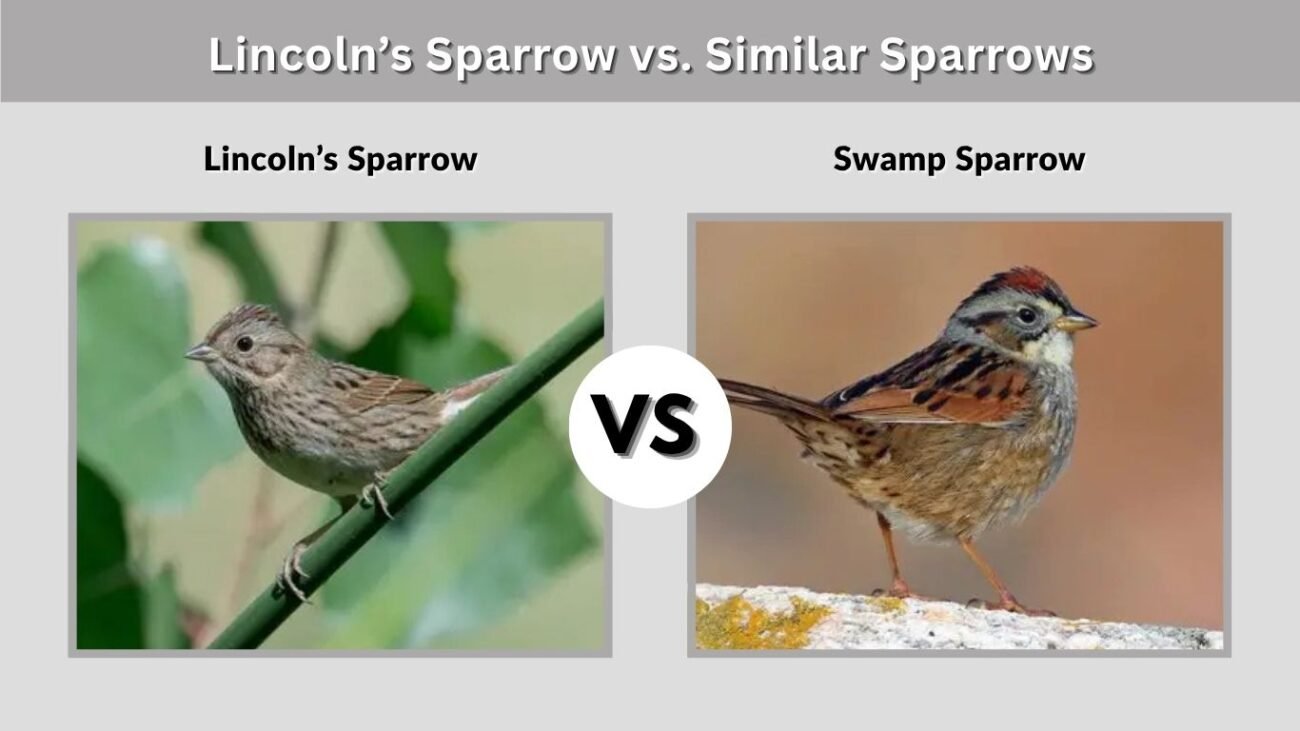 Lincoln’s Sparrow vs. Similar Sparrows