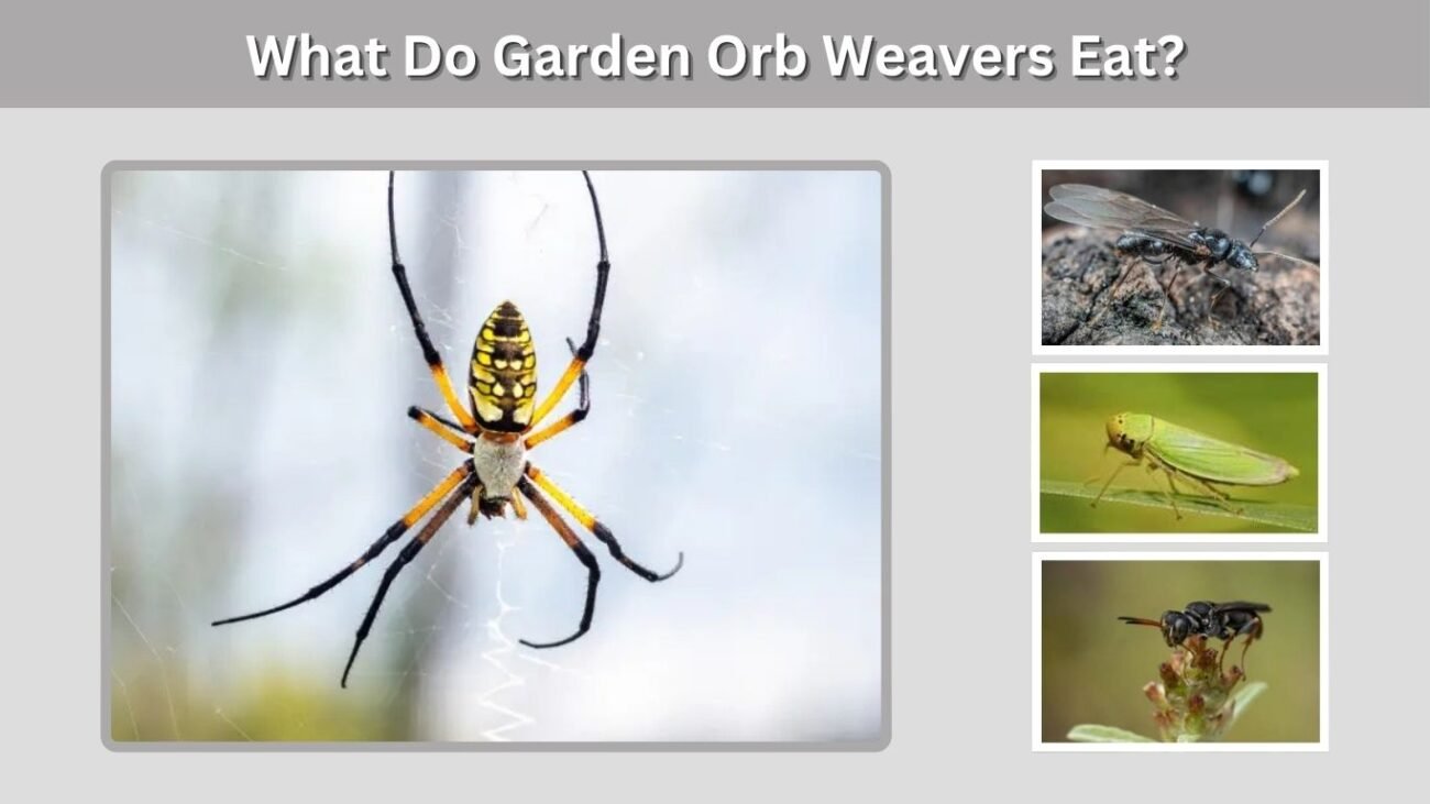 What Do Garden Orb Weavers Eat?