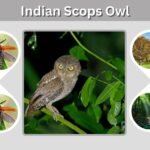 Indian Scops Owl: Size, Habitat, Diet, Call and Facts