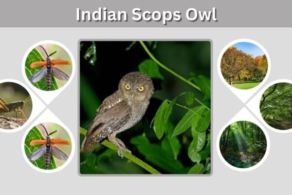 Indian Scops Owl: Size, Habitat, Diet, Call and Facts