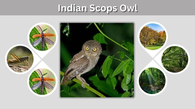 Indian Scops Owl: Size, Habitat, Diet, Call and Facts