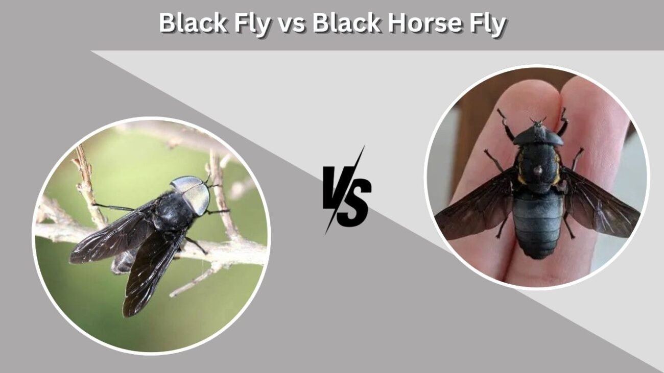 Black Fly vs Black Horse Fly