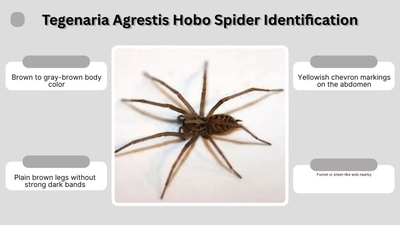 Tegenaria Agrestis Hobo Spider Identification