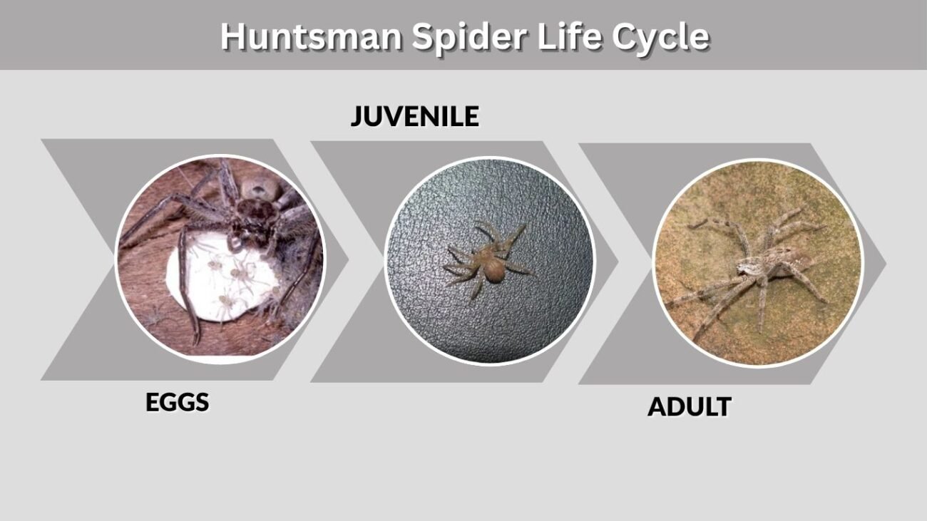 Huntsman Spider Life Cycle