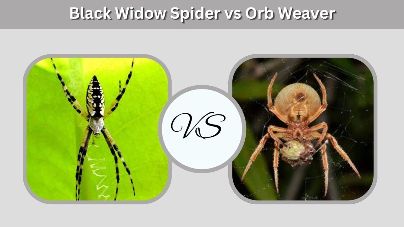 Black Widow Spider vs Orb Weaver