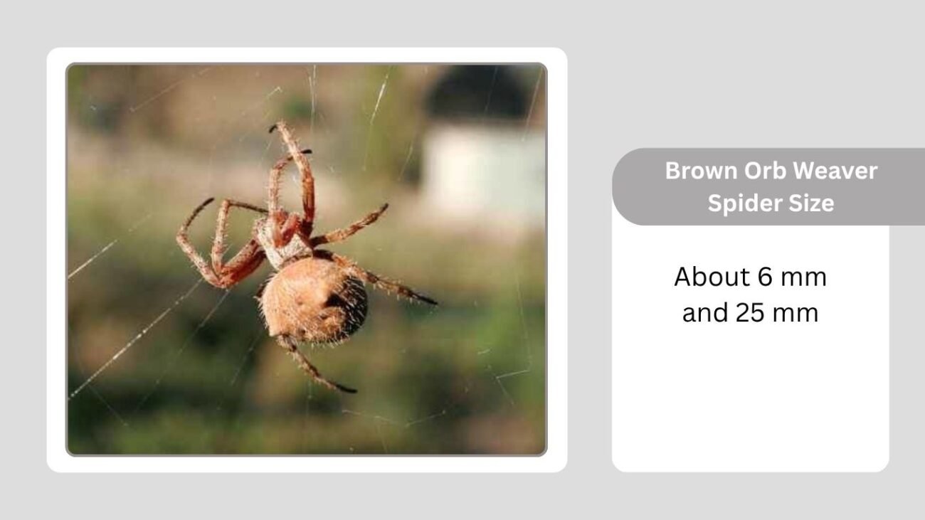 Brown Orb Weaver Spider Bite
