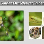 Garden Orb Weaver Spider: Bite, Web, Size, Facts and ID