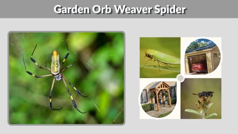 Garden Orb Weaver Spider: Bite, Web, Size, Facts and ID
