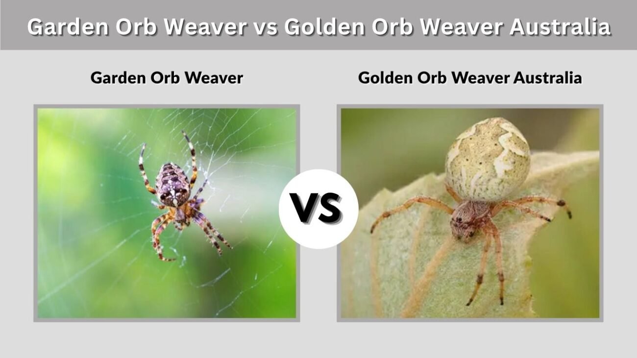 Garden Orb Weaver vs Golden Orb Weaver Australia