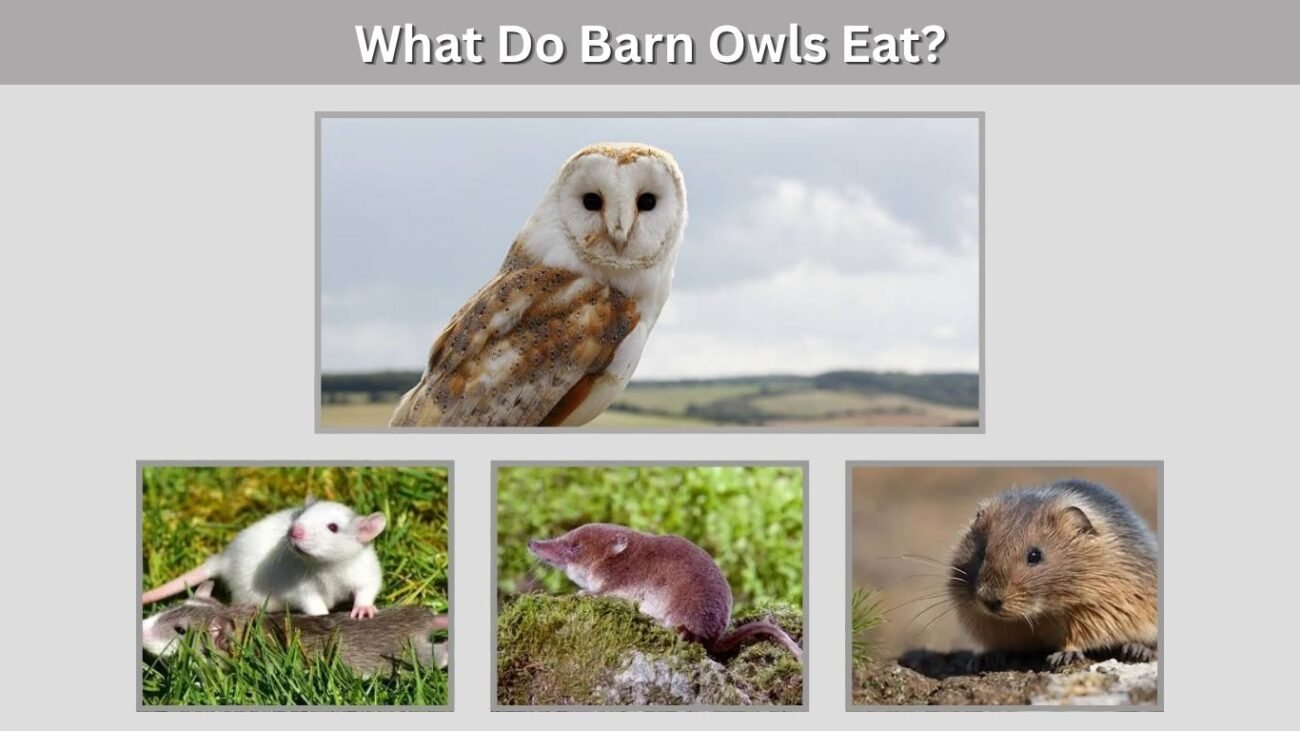 What Do Barn Owls Eat?
