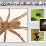 Biggest Huntsman Spider: Size, Species, and Facts