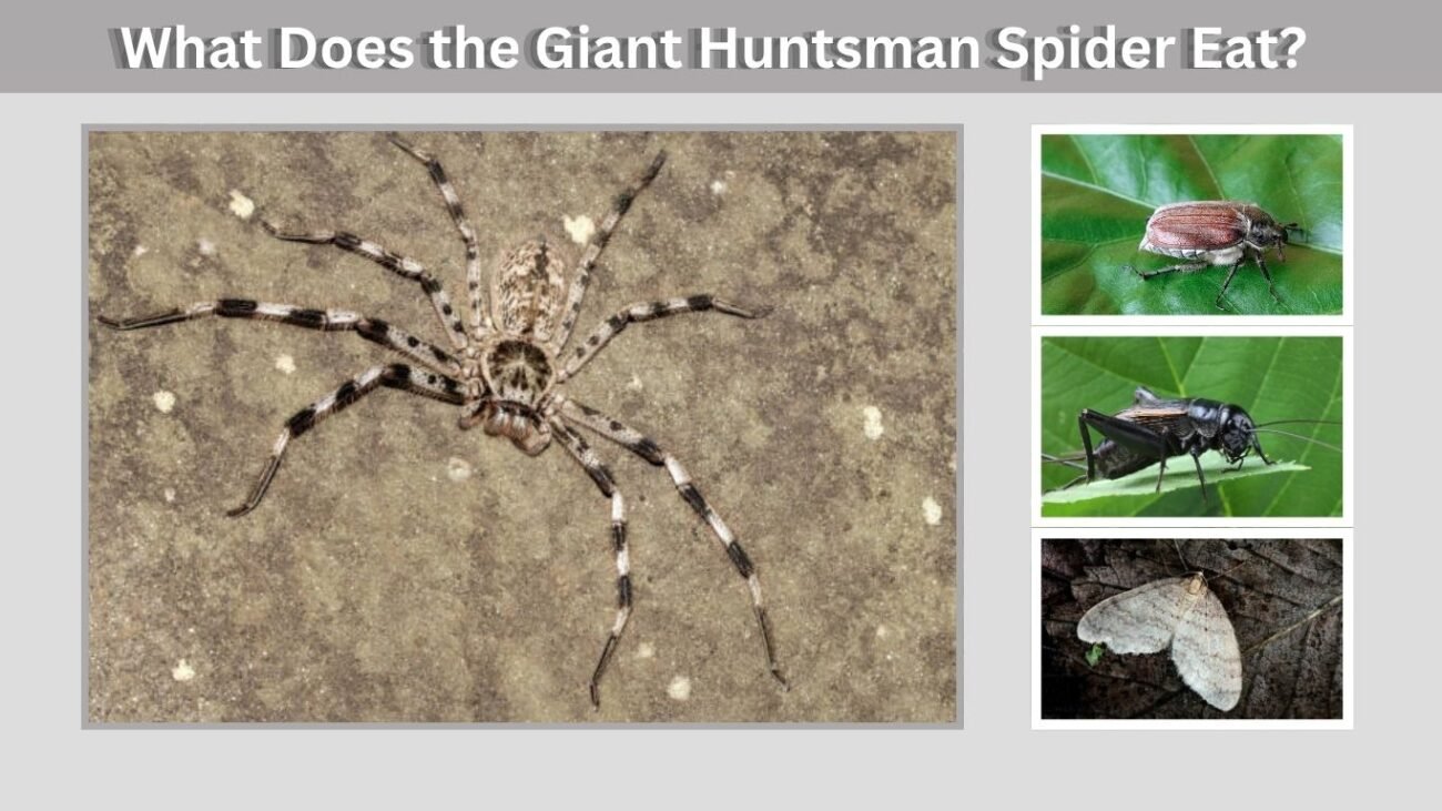 What Does the Giant Huntsman Spider Eat?