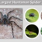 Largest Huntsman Spider: Size, Habitat, Diet and Facts