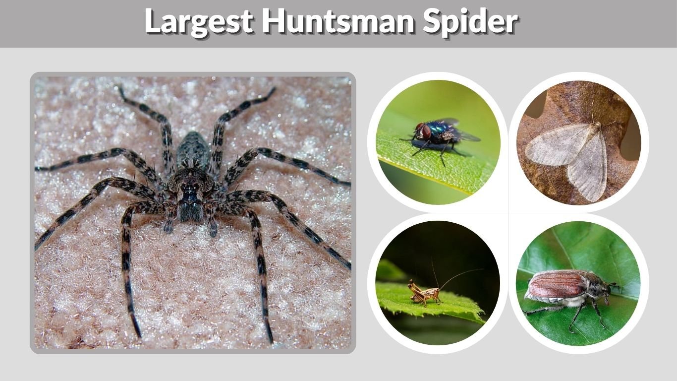 Largest Huntsman Spider: Size, Habitat, Diet and Facts