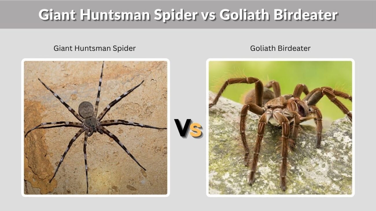 Giant Huntsman Spider vs Goliath Birdeater