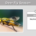 Deer Fly Season: When Does It Start and End?