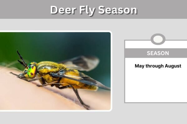 Deer Fly Season: When Does It Start and End?