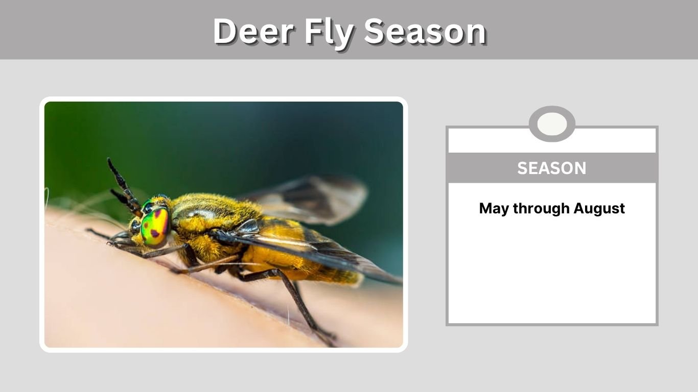 Deer Fly Season: When Does It Start and End?