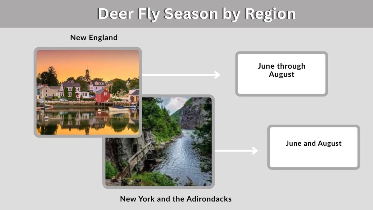 Deer Fly Season by Region