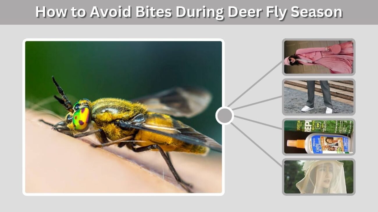 How to Avoid Bites During Deer Fly Season