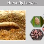 Horsefly Larvae: Identification, Habitat, and Life Cycle