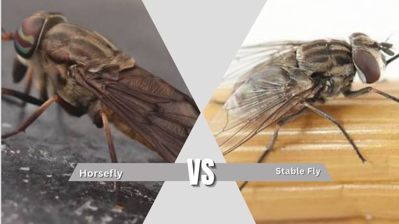 Horsefly vs Similar Insects