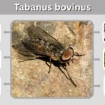 Tabanus bovinus: Size, Bite, Habitat, and Life Cycle