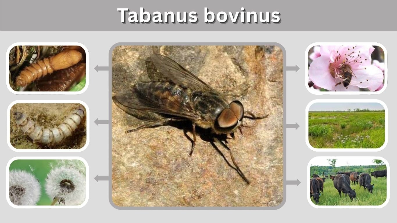 Tabanus bovinus: Size, Bite, Habitat, and Life Cycle